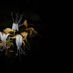 orchid (1 de 1)